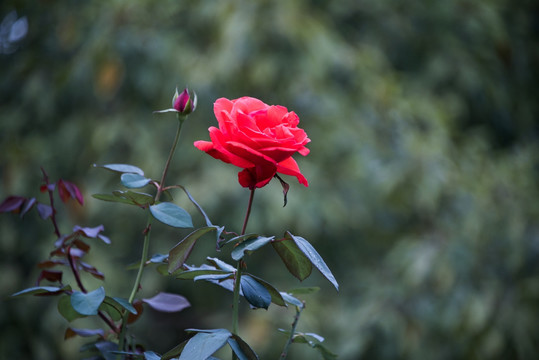 唯美红玫瑰