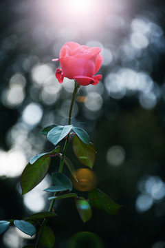 阳光红玫瑰