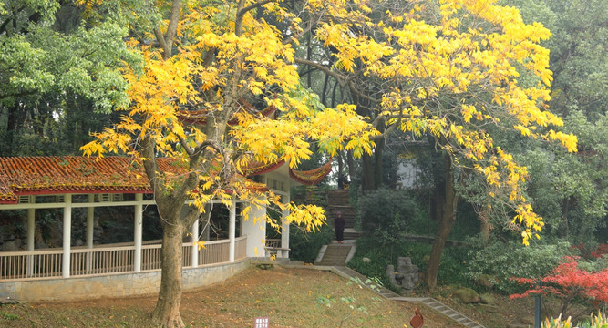 秋天树叶黄
