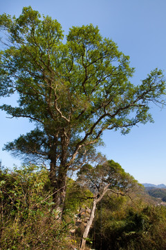 翟家岭 冬青树