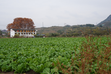 农村菜地