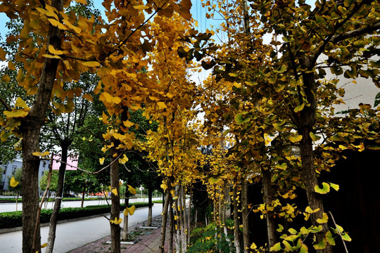 银杏 银杏叶 秋天 秋景