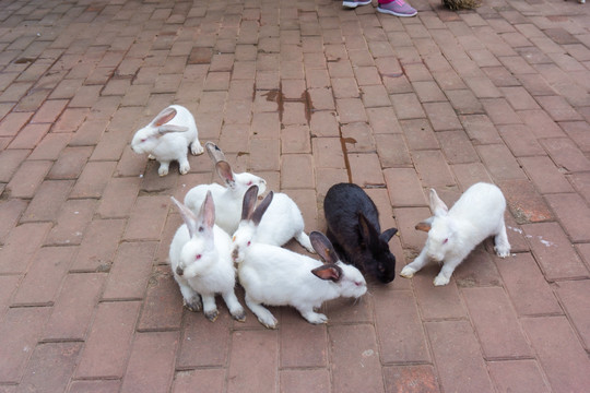 兔子养殖场饲养