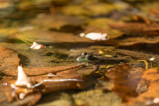 水中的青蛙 青蛙 落叶