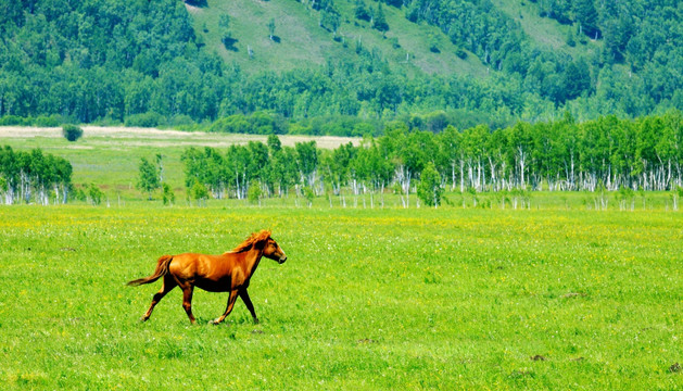 山地草原一匹马