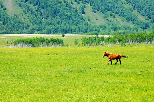 山地草原一匹红马