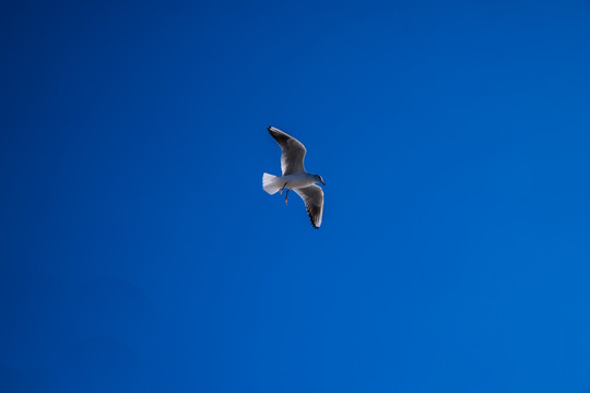 蓝天海鸥