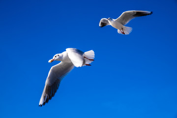 飞翔海鸥