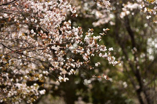 紫叶李