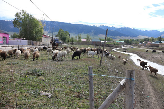 河边羊群
