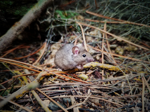 新西兰野生老鼠