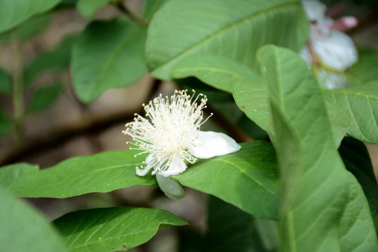 芭乐 台湾芭乐 番石榴