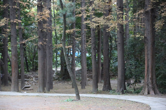 杨浦公园绿化
