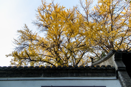 古银杏树史公祠