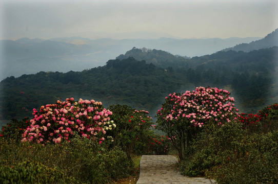 杜鹃山