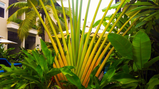 大叶植物