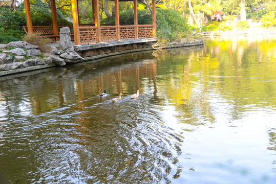 鸭子戏水