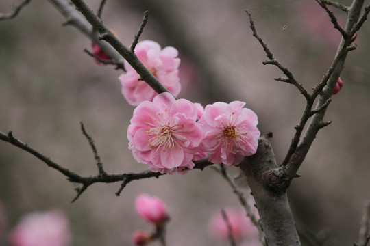 梅花