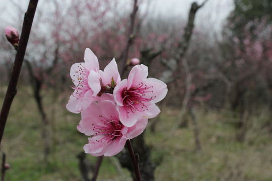 桃花