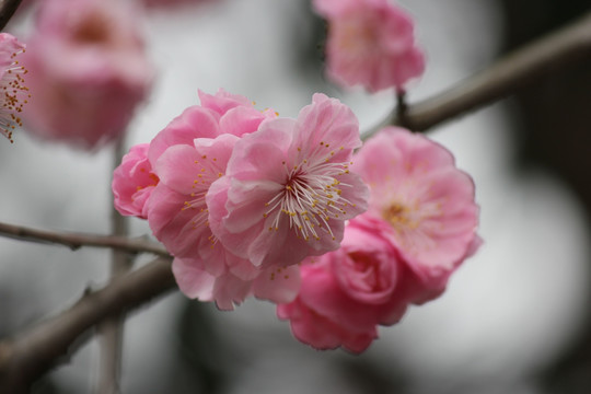 梅花