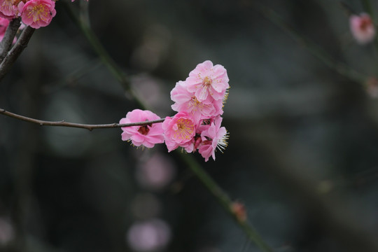 梅花