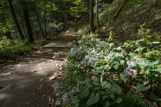 林间小路