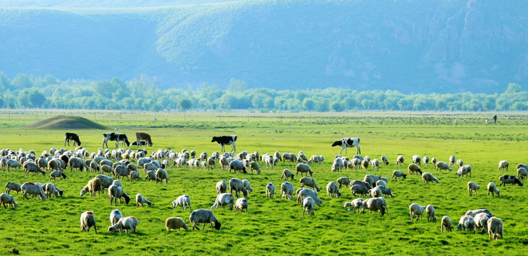 草原牧场羊群牛群
