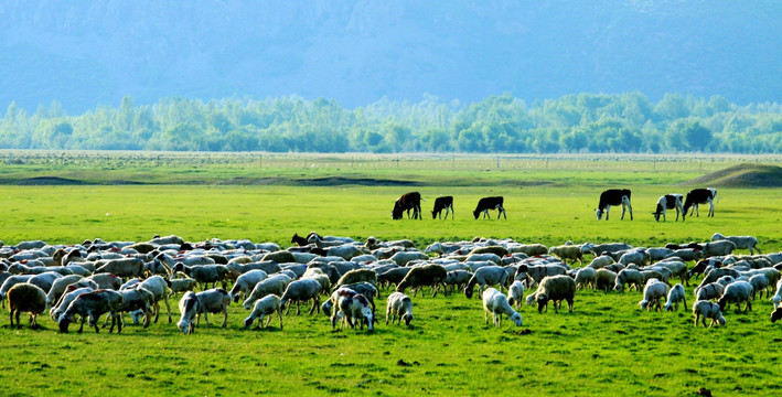 湿地草原牧场羊群牛群