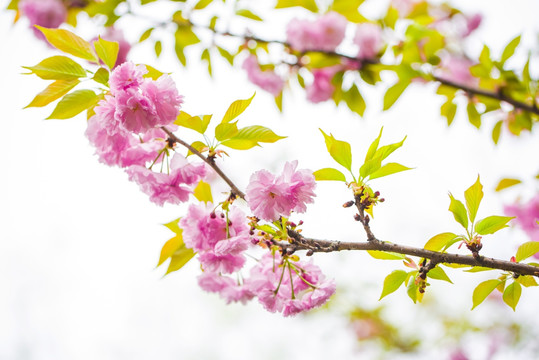 樱花