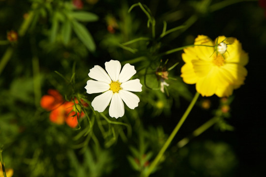 白色小雏菊