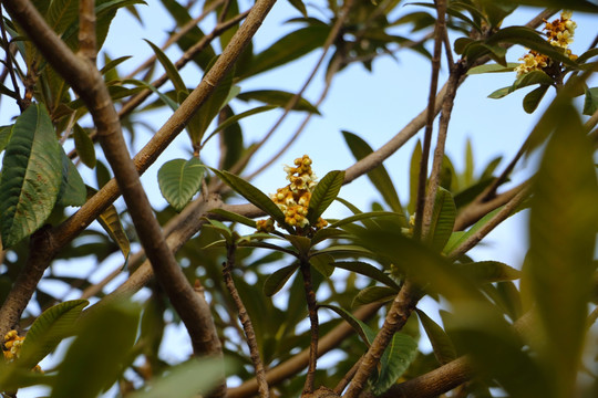 枇杷开花