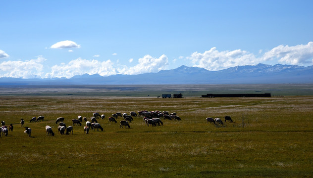 新疆巴音布鲁克牧场和那拉提草原