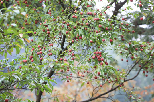 香港四照 野荔枝 果枝