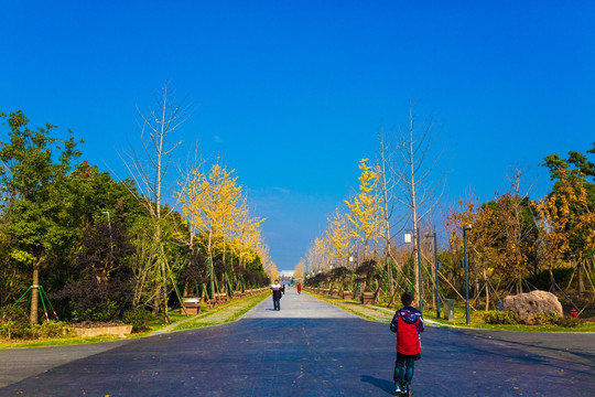 银杏树