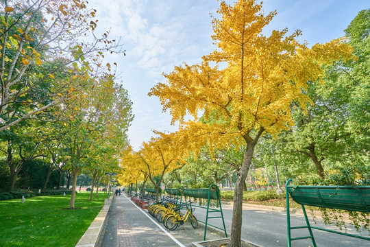 上海街景 银杏树 高清大图