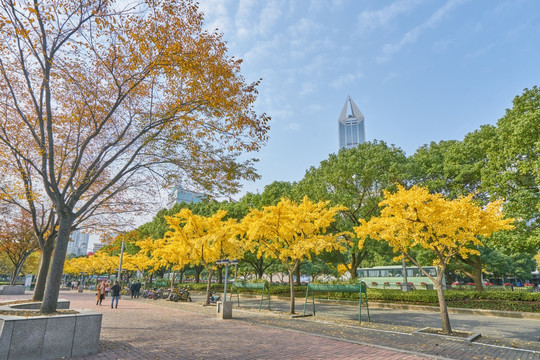 上海街景 银杏树 高清大图