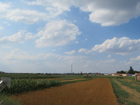 山野