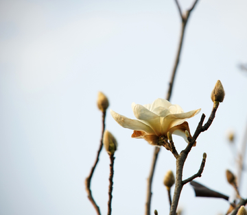 白玉兰 玉兰花 白花 白花背景