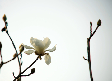 白玉兰 玉兰花 白花 白花背景