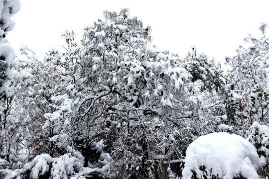 雪景