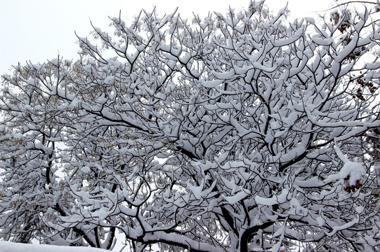 雪景