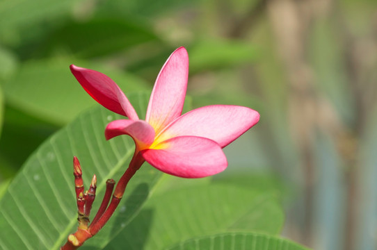 鸡蛋花