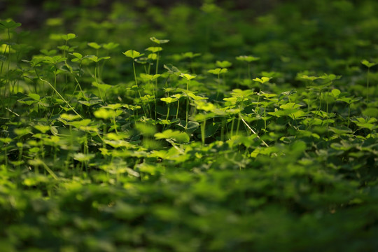 绿色的小草