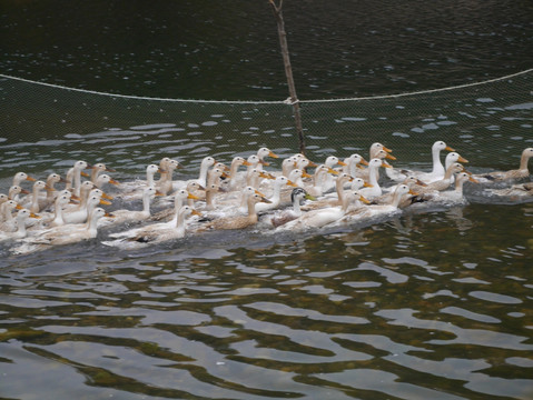 池塘养鸭