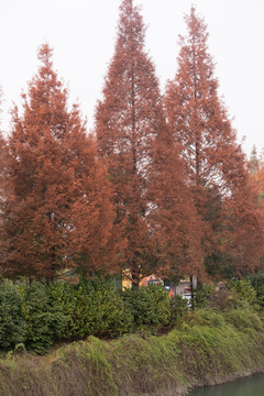 水杉 一排水杉 红艳艳的水杉
