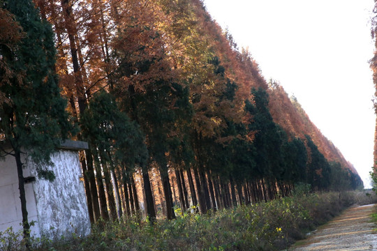 冬天河边树木