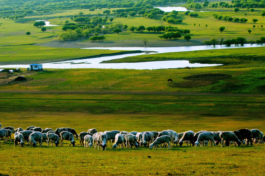 羊群湿地草原