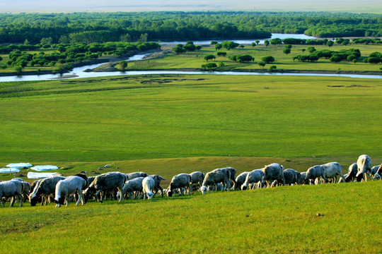 湿地草原羊群