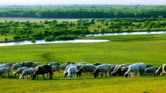 夏季草原湿地羊群