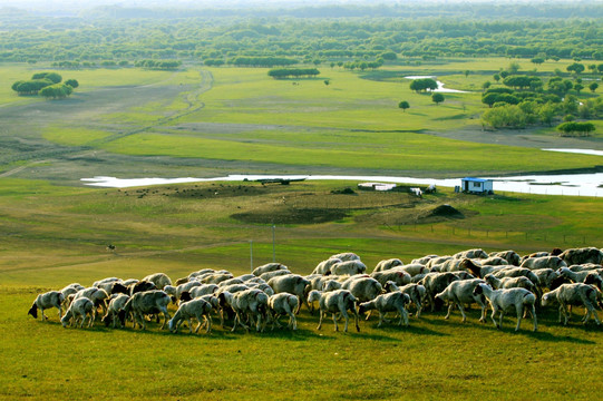 羊群湿地牧场